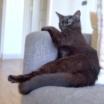 JIMENEZ - Domestic Shorthair / Mix available for adoption