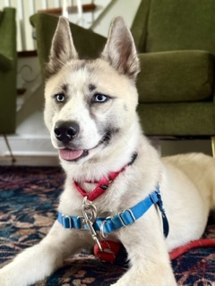 JORTS - Alaskan Husky / Mix available for adoption