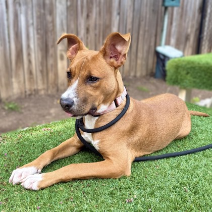 DOJO - Hound / Mix available for adoption