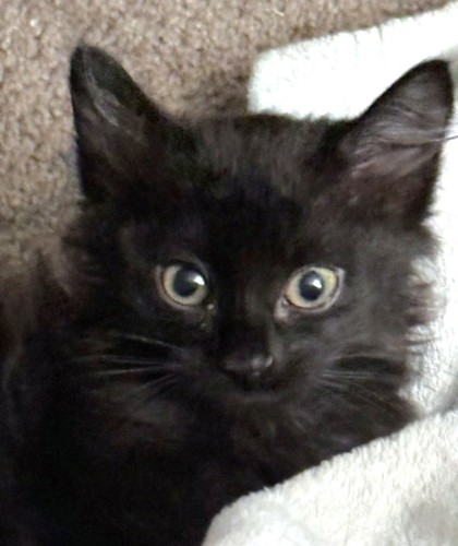 MINT CHIP - Domestic Medium Hair / Mix available for adoption