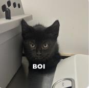 BOI - Domestic Shorthair / Mix available for adoption
