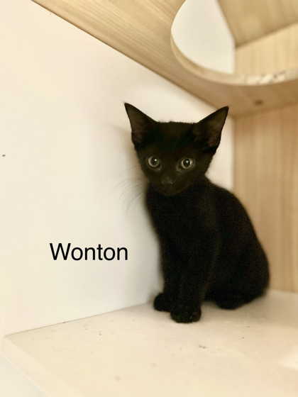WONTON - Domestic Shorthair / Mix available for adoption