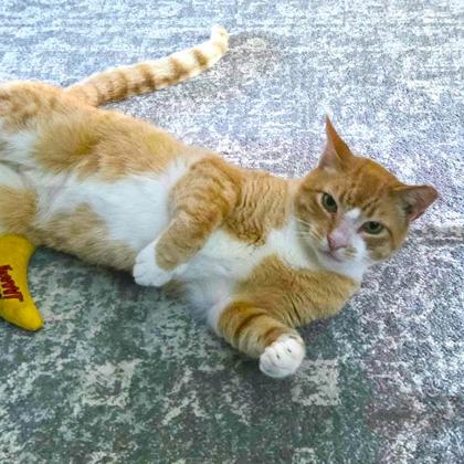 DUKE DUCHESS - Domestic Shorthair / Mix available for adoption