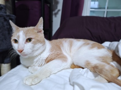 TOPPY - Domestic Shorthair / Mix available for adoption