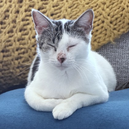 CAMMI - Domestic Shorthair / Mix available for adoption