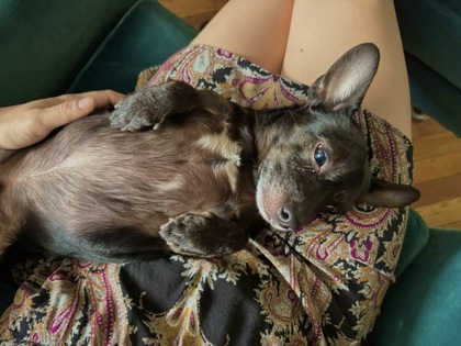 ROCKET - Standard Smooth Haired Dachshund / Mix available for adoption
