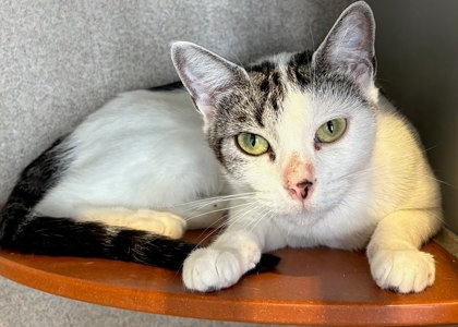 CAMMI - Domestic Shorthair / Mix available for adoption