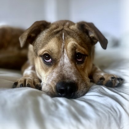 BIGGIE - Bulldog / Mix available for adoption
