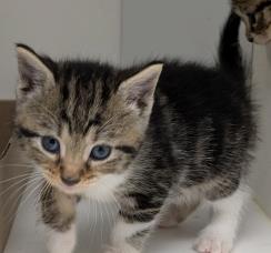 CHOCKY - Domestic Shorthair / Mix available for adoption
