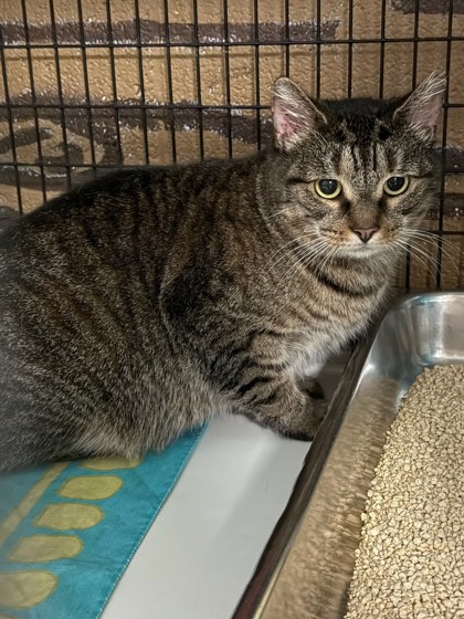 FINALE - BLUE COLLAR CAT - Domestic Shorthair / Mix available for adoption