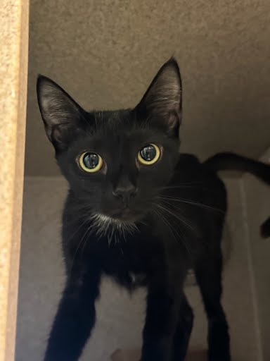 COFFEE - Domestic Shorthair / Mix available for adoption