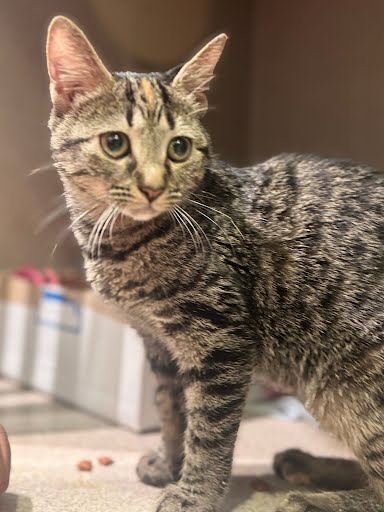 BAMBI - Domestic Shorthair / Mix available for adoption