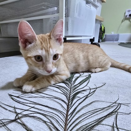 WIDGET - Domestic Shorthair / Mix available for adoption
