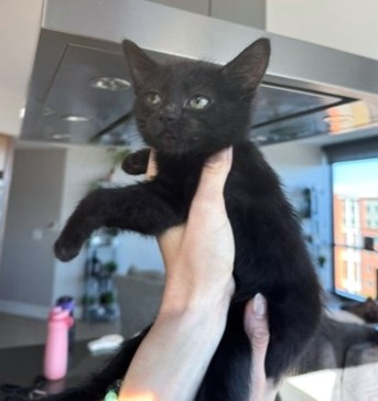 BUSINESS CLASS - Domestic Shorthair / Mix available for adoption