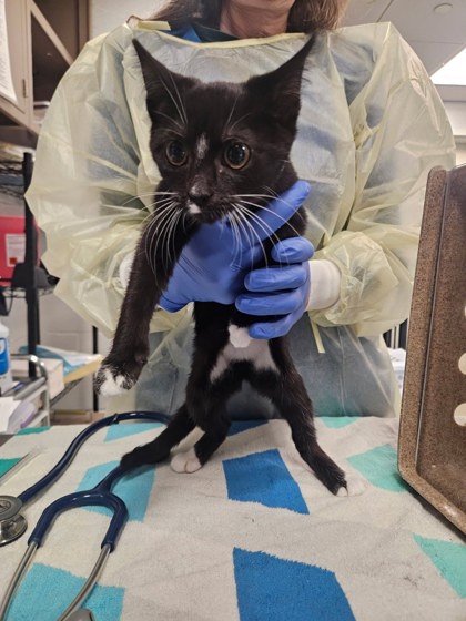 BONNIE - Domestic Shorthair / Mix available for adoption
