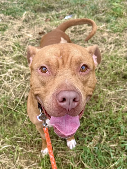 DYLAN - Pit Bull Terrier / Mix available for adoption