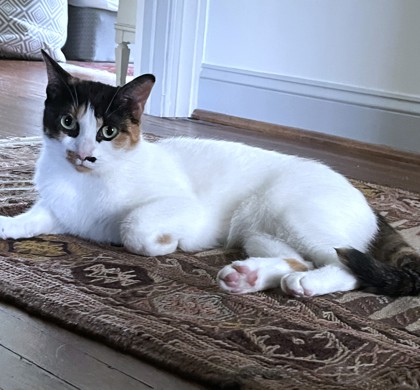 SKY - Domestic Shorthair / Mix available for adoption