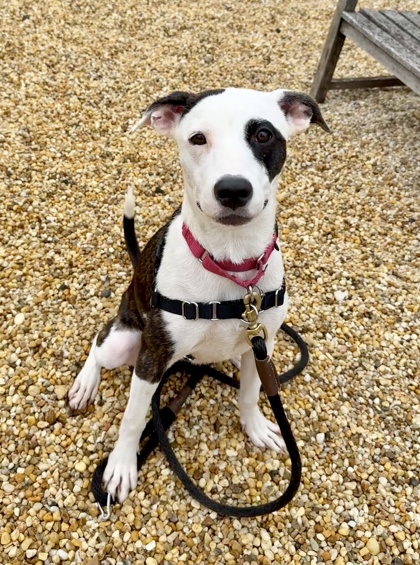 MIMI - Mixed Breed, Medium (up to 44 lbs fully grown) / Mix available for adoption
