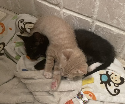 JOHN - Domestic Shorthair / Mix available for adoption