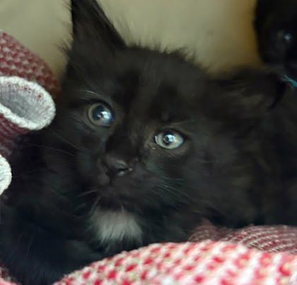 MANNY - Domestic Medium Hair / Mix available for adoption