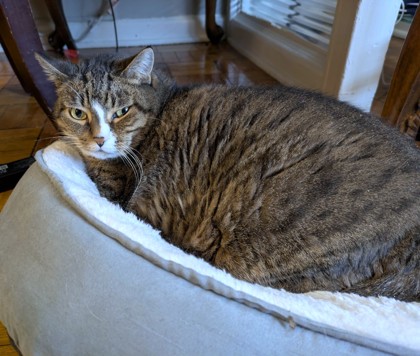 BELL - Domestic Shorthair / Mix available for adoption