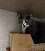 AUTUMN BREEZE - Domestic Shorthair / Mix available for adoption