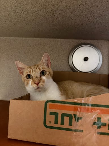 AUTUMN - Domestic Shorthair / Mix available for adoption