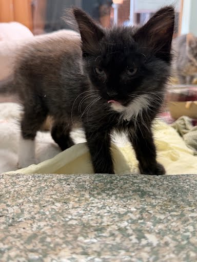 BISCUIT - Domestic Longhair / Mix available for adoption