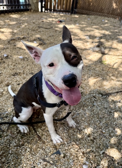 ANGELICA - Mixed Breed, Medium (up to 44 lbs fully grown) / Mix available for adoption