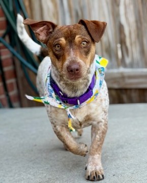 JUNO - Jack Russell Terrier / Mix available for adoption