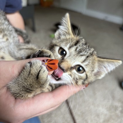 BISQKITTEN - Domestic Shorthair / Mix available for adoption