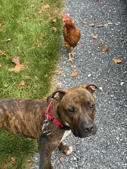 BARK RUFFALO - Pit Bull Terrier / Mix available for adoption