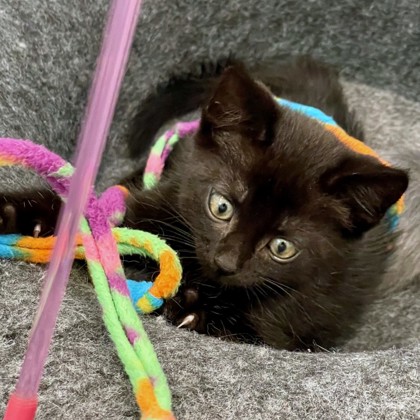 MUSTARD SEED - Domestic Shorthair / Mix available for adoption