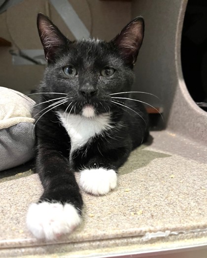JOHNNY KNUCKLES - Domestic Shorthair / Mix available for adoption