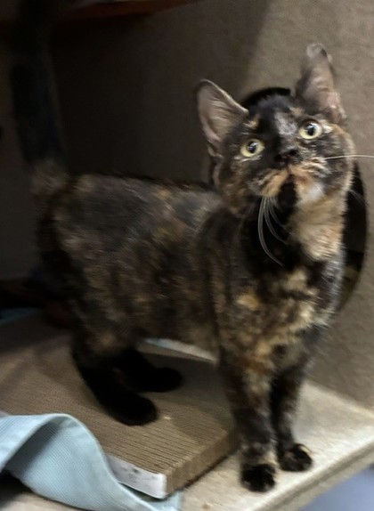CLAUDIA - Domestic Shorthair / Mix available for adoption