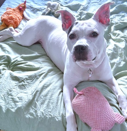 CASEY - Mixed Breed, Medium (up to 44 lbs fully grown) / Mix available for adoption