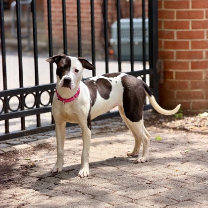 KOSMA - American Pit Bull Terrier / Mix available for adoption