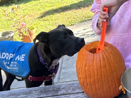 SNACK CAKES - Pit Bull Terrier / Mix available for adoption