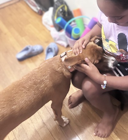 DOJO - Hound / Mix available for adoption