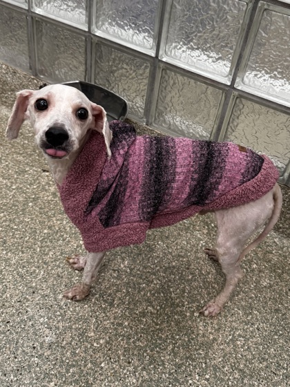 BAILEY - Miniature Poodle / Mix available for adoption
