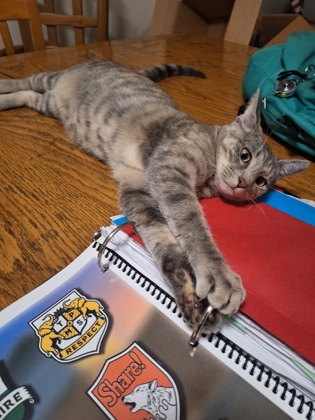 CRYSTAL - Domestic Shorthair / Mix available for adoption