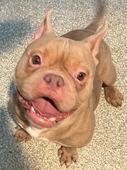 BIG BOY - Mixed Breed, Small (under 24 lbs fully grown) / Mix available for adoption