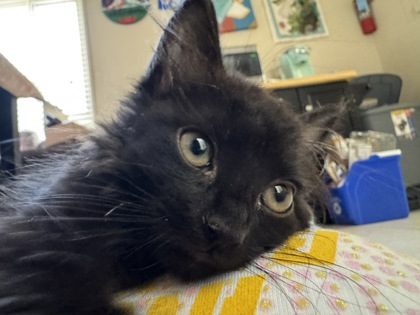 MINT CHIP - Domestic Medium Hair / Mix available for adoption