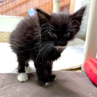 BLAZE - Domestic Shorthair / Mix available for adoption