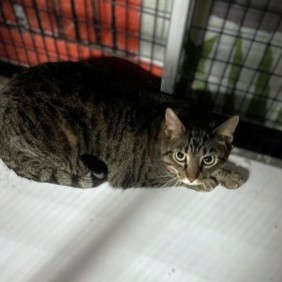 ZACK - Domestic Shorthair available for adoption