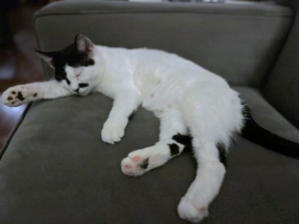 UNIQUA - Domestic Shorthair / Mix available for adoption