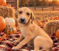 CODY - Mixed Breed, Medium (up to 44 lbs fully grown) / Mix available for adoption
