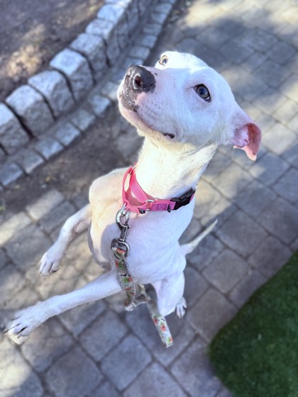ZINNIA - Pit Bull Terrier / Mix available for adoption