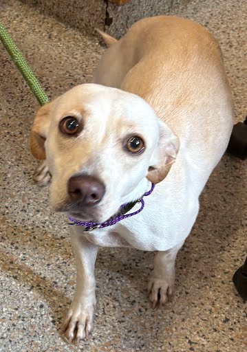 AMAYA - Long Coat Chihuahua / Mix available for adoption