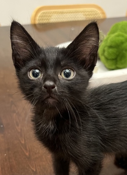 AMARETTO - Domestic Shorthair / Mix available for adoption